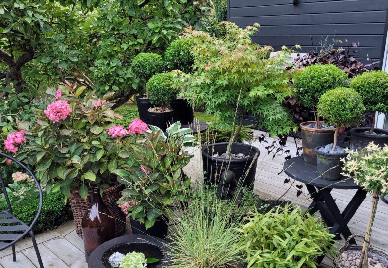 MyFly garden